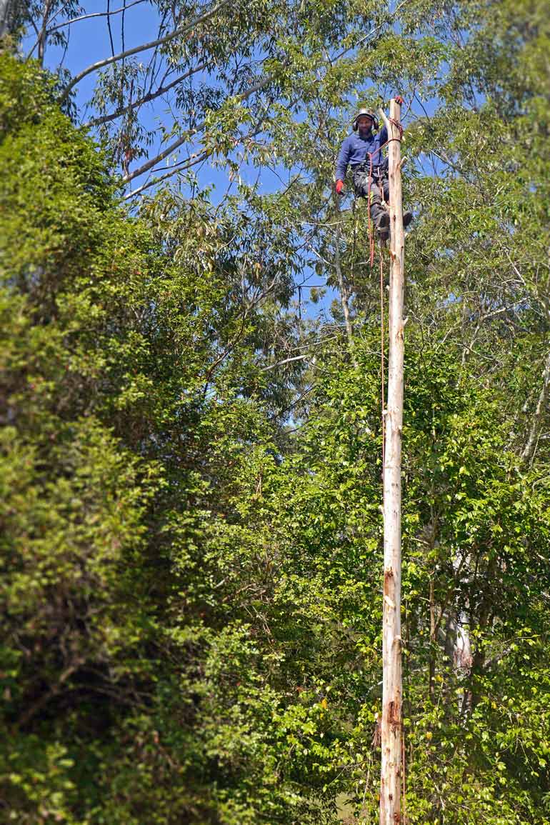 Tree Care Professionals About Gilmour's