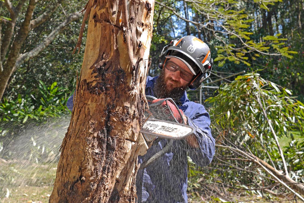 tree lopping